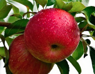 В Європі очікують зростання врожаю яблук на 36%